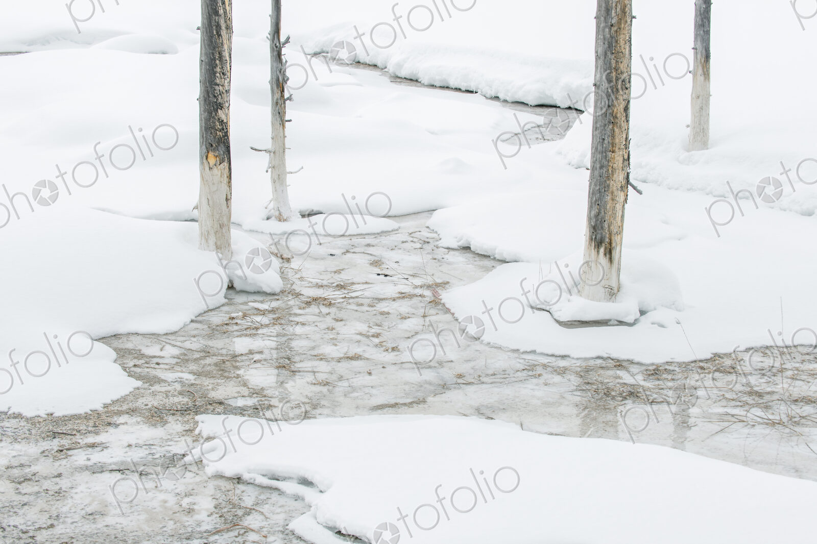 Yellowstone National Park, Snowy Bobby Socks Trees, Trees killed by the geothermal…