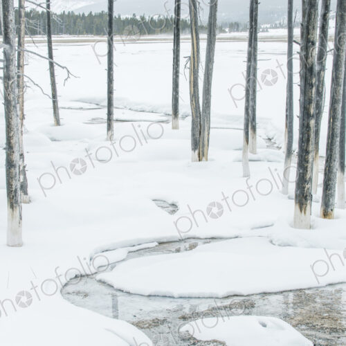 Yellowstone National Park, Snowy Bobby Socks Trees, Trees killed by the geothermal… Yellowstone National Park, Snowy Bobby Socks Trees, Trees killed by the geothermal…