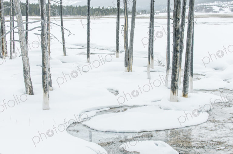 Yellowstone National Park, Snowy Bobby Socks Trees, Trees killed by the geothermal…