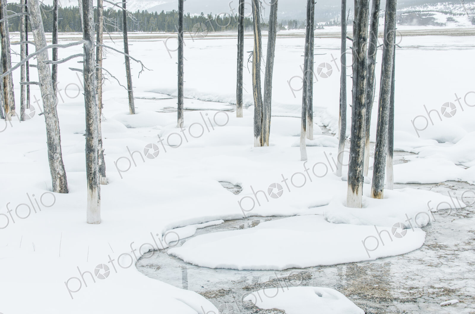 Yellowstone National Park, Snowy Bobby Socks Trees, Trees killed by the geothermal…