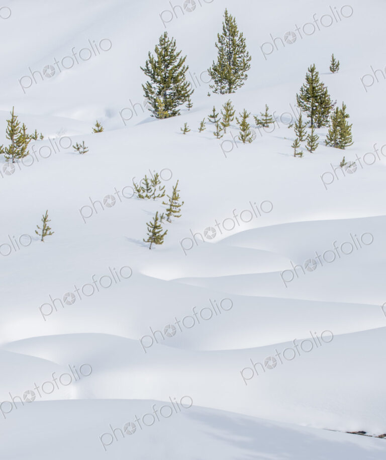 Yellowstone National Park, thick snow and pine trees deep in the snow.