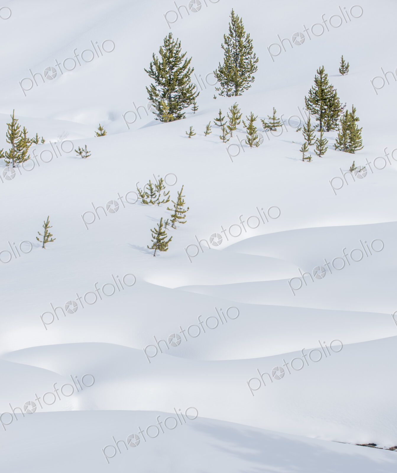 Yellowstone National Park, thick snow and pine trees deep in the snow.