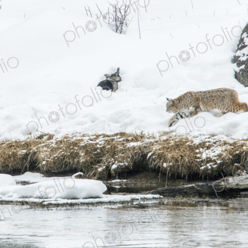 Yellowstone National Park, winter, a bobcat stalking a muskrat through deep snow. Yellowstone National Park, winter, a bobcat stalking a muskrat through deep snow.