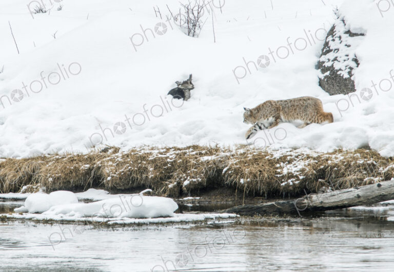 Yellowstone National Park, winter, a bobcat stalking a muskrat through deep snow.