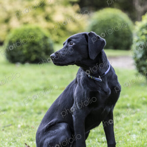 Young black dog sitting on a grass lawn in a garden.