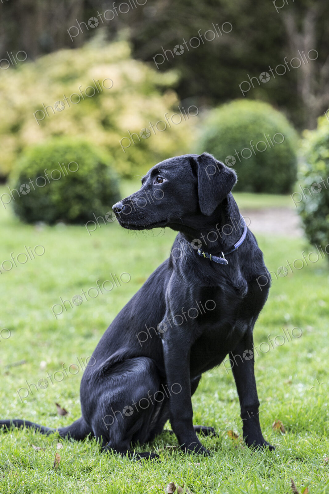 Young black dog sitting on a grass lawn in a garden.