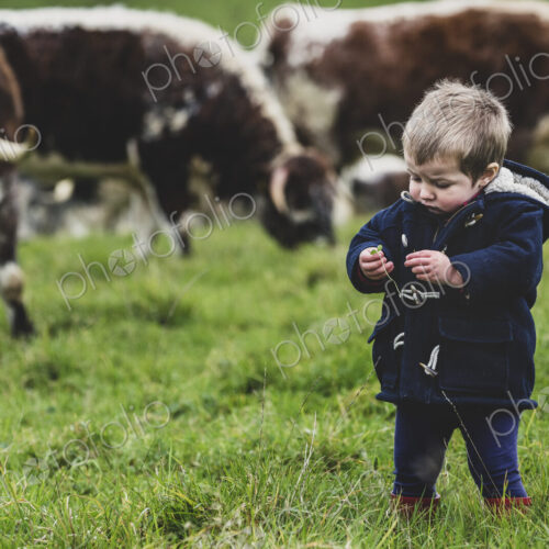 Young boy standing on a pasture, with English Longhorn cows in the background. Young boy standing on a pasture, with English Longhorn cows in the background.