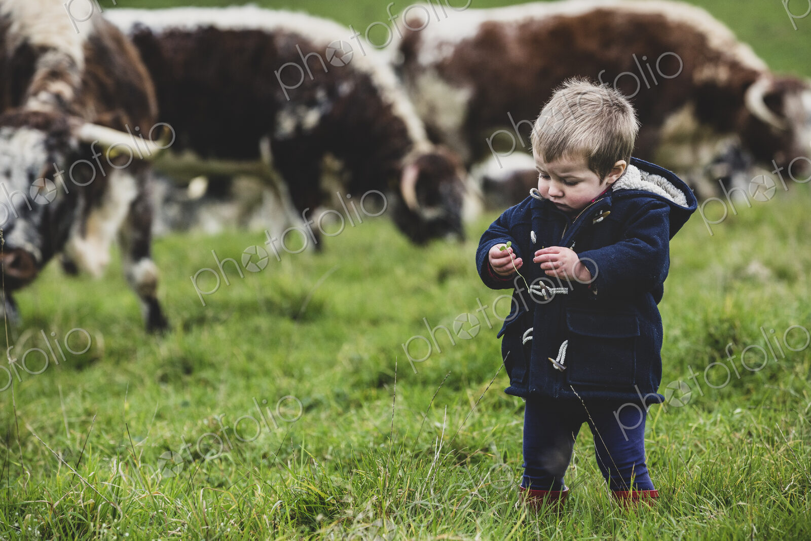 Young boy standing on a pasture, with English Longhorn cows in the background.