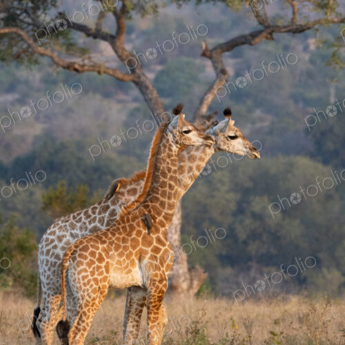 Young giraffes, Giraffa camelopardalis. Young giraffes, Giraffa camelopardalis.