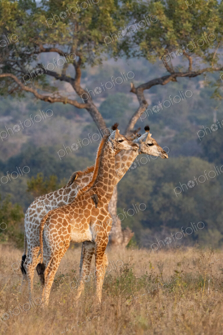 Young giraffes, Giraffa camelopardalis.
