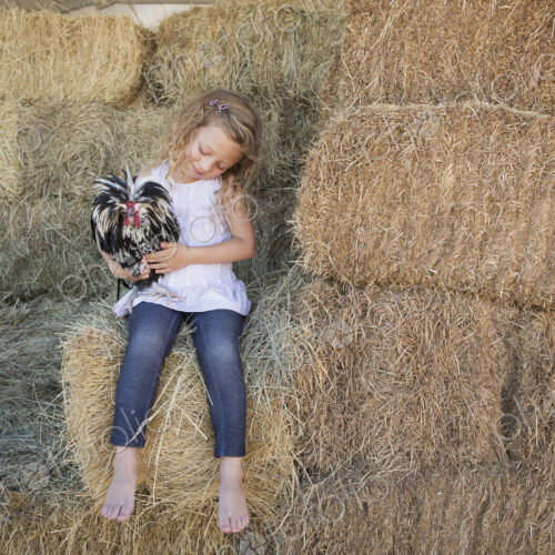 Young girl sitting on a hay bale, holding a chicken in her arms. Young girl sitting on a hay bale, holding a chicken in her arms.