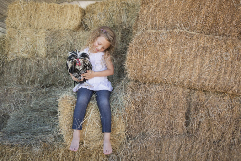 Young girl sitting on a hay bale, holding a chicken in her arms.