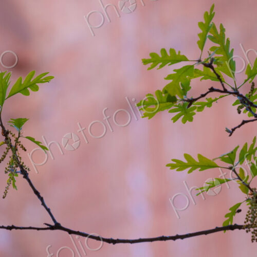 Young leaves of an oak tree, Zion National Park, Utah, Quercus Young leaves of an oak tree, Zion National Park, Utah, Quercus