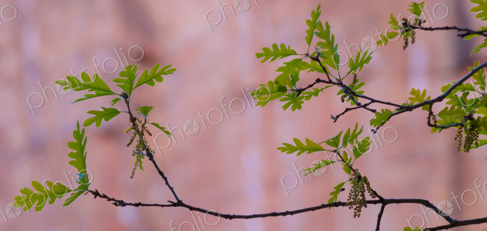 Young leaves of an oak tree, Zion National Park, Utah, Quercus