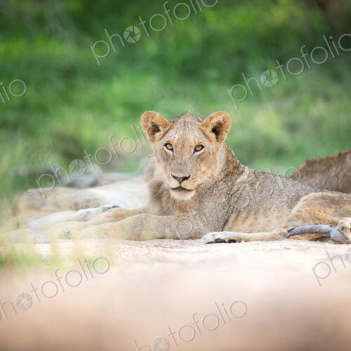Young lion, Panthera leo.