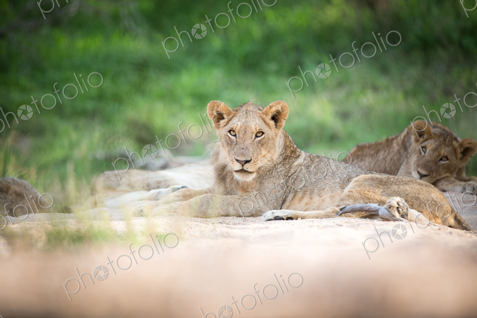 Young lion, Panthera leo.