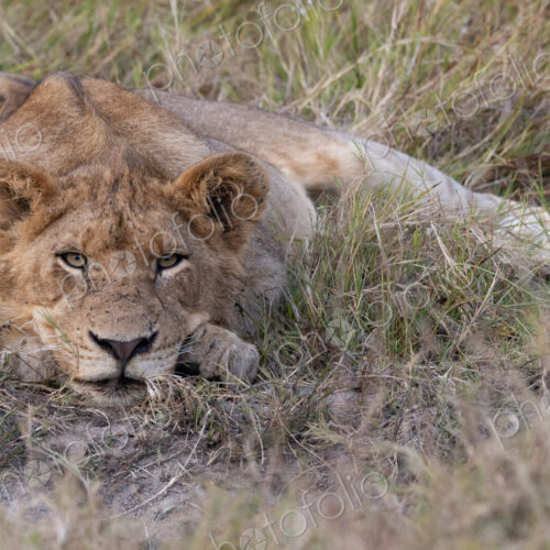 Young lion staring, Panthera leo. Young lion staring, Panthera leo.