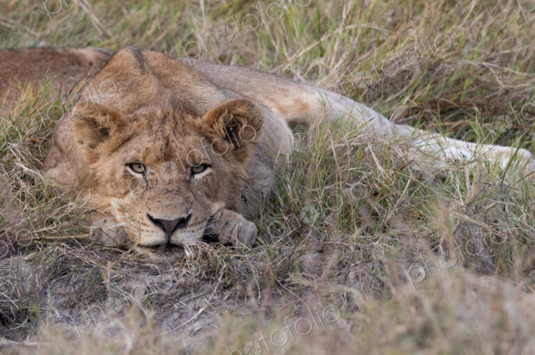 Young lion staring, Panthera leo.