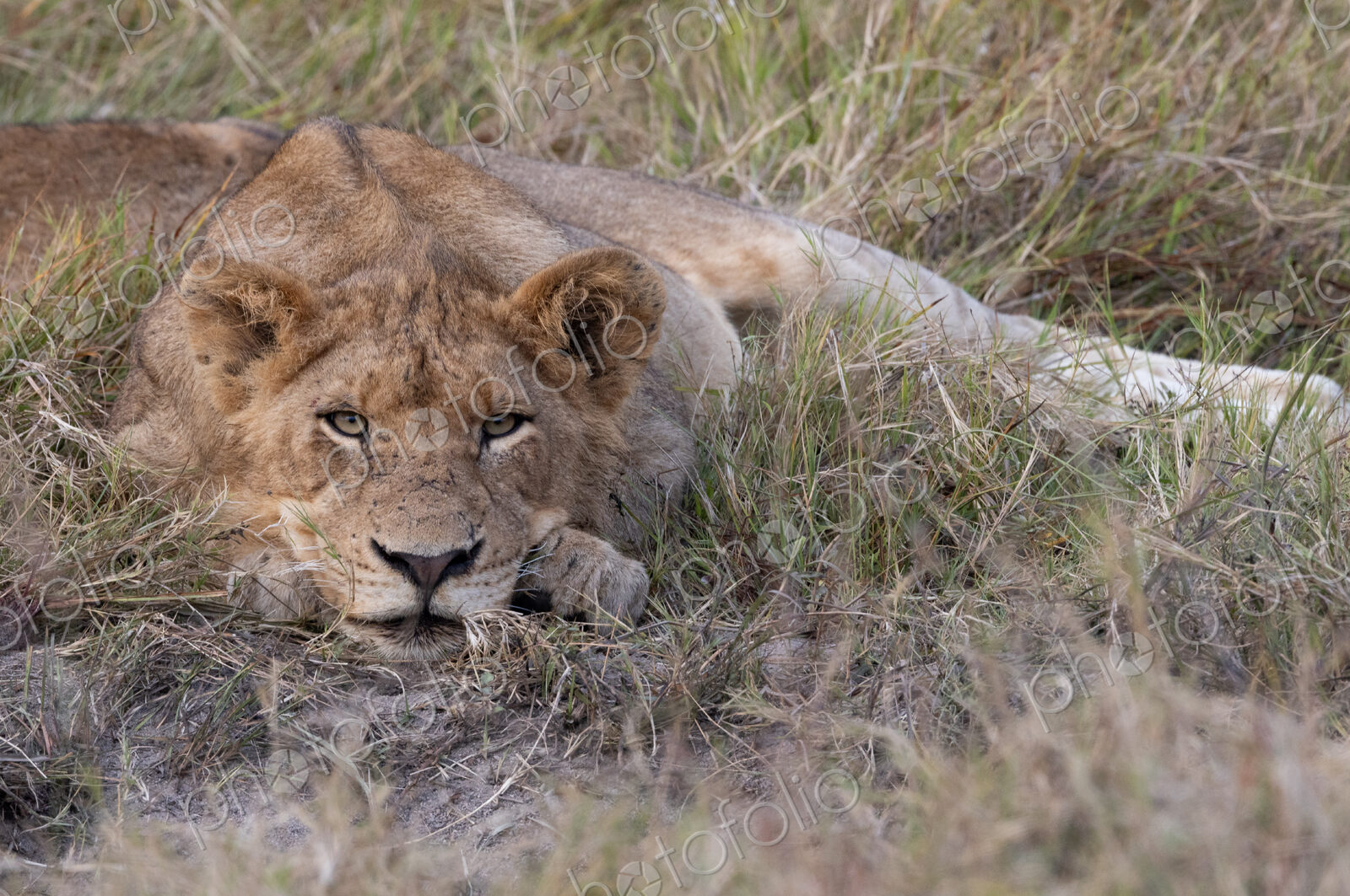 Young lion staring, Panthera leo.