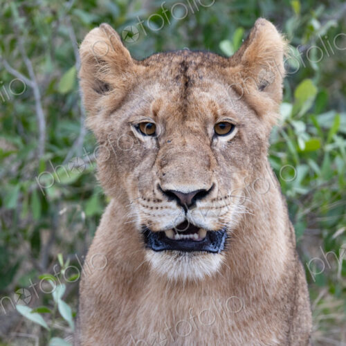 Young lion staring, Panthera leo. Young lion staring, Panthera leo.