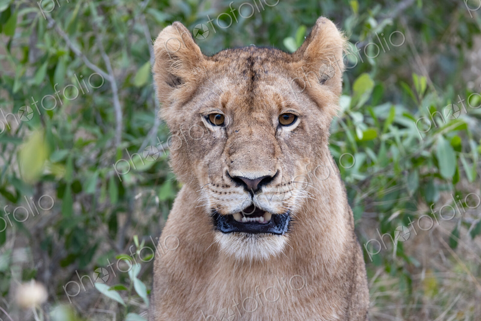 Young lion staring, Panthera leo.