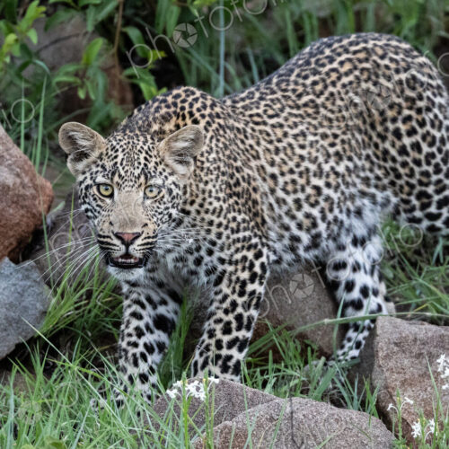 Young male leopard, Panthera Pardus, direct gaze.