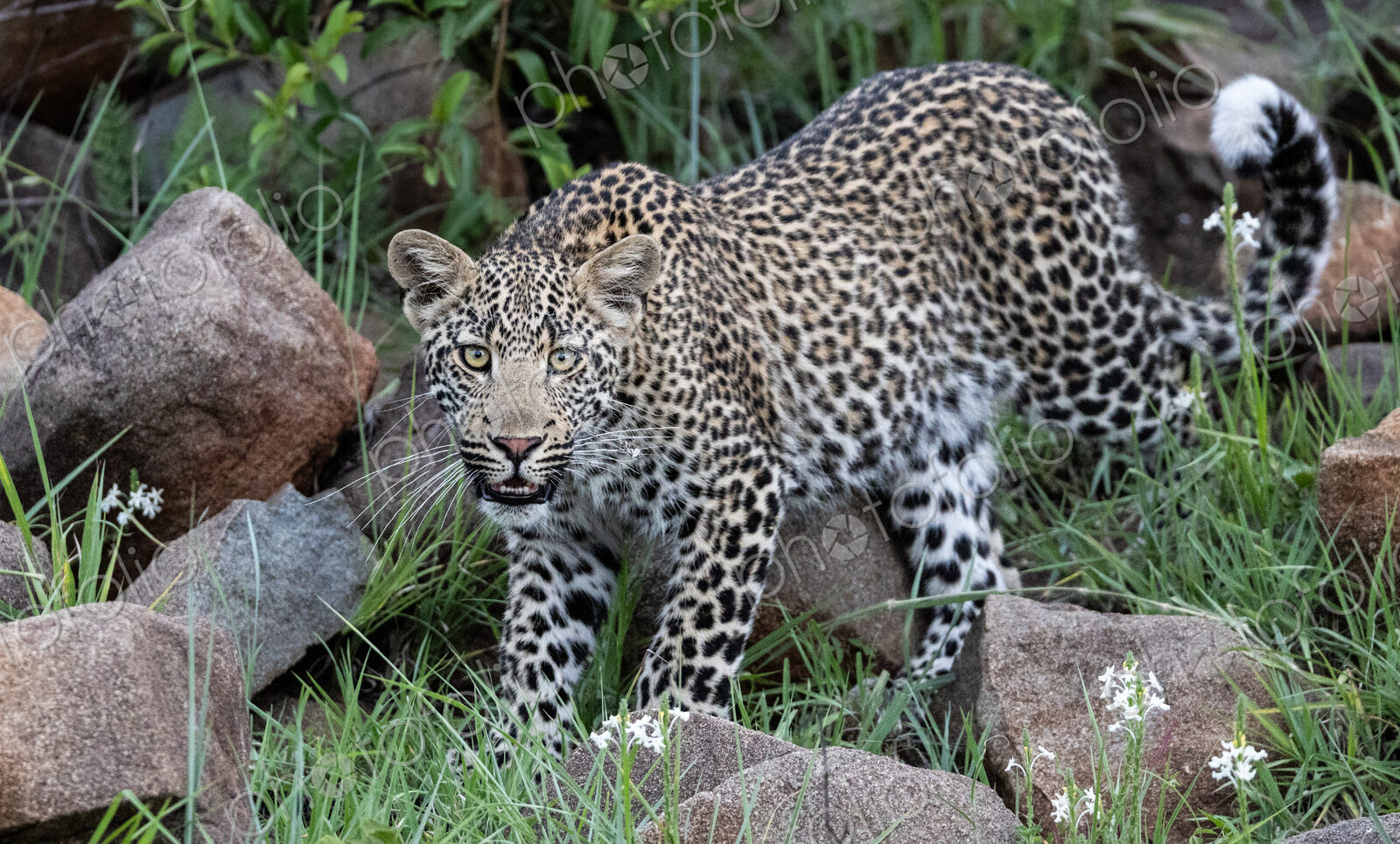 Young male leopard, Panthera Pardus, direct gaze.