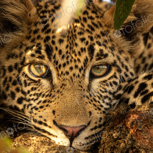 Young male leopard, Panthera pardus, close up of face.