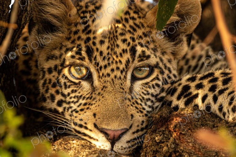 Young male leopard, Panthera pardus, close up of face.