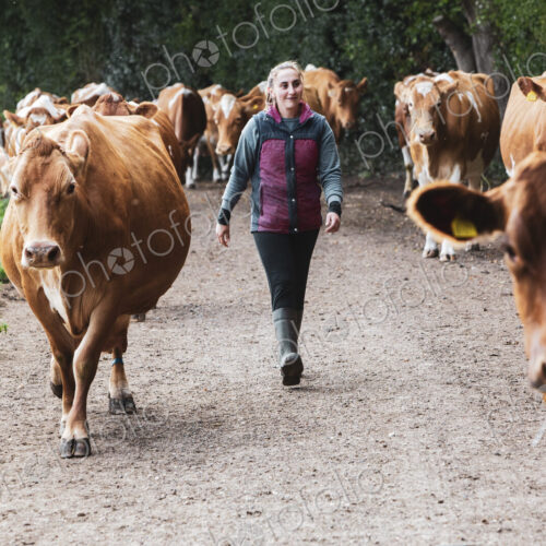 Young woman driving herd of Guernsey cows along a rural road.