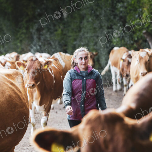 Young woman driving herd of Guernsey cows along a rural road.