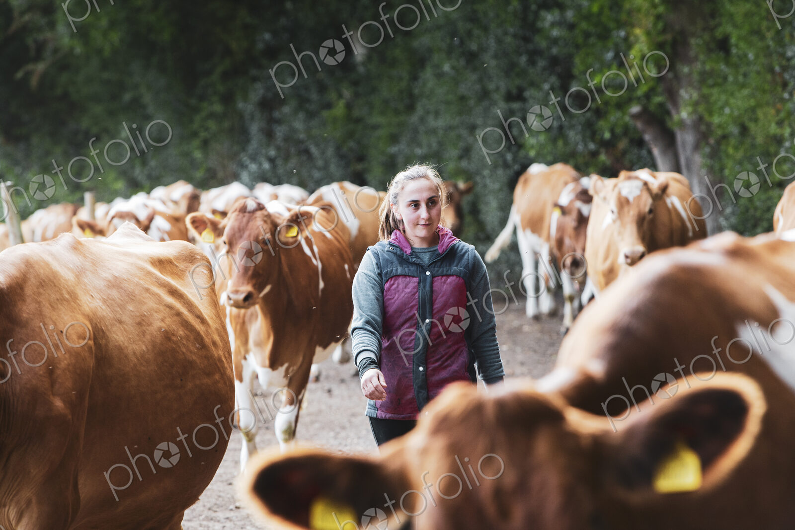 Young woman driving herd of Guernsey cows along a rural road.