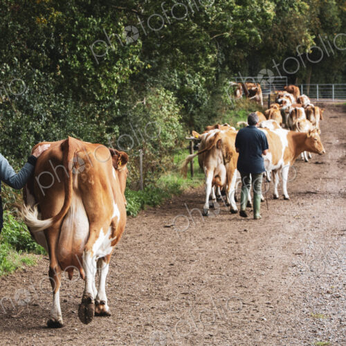Young woman driving herd of Guernsey cows along a rural road.