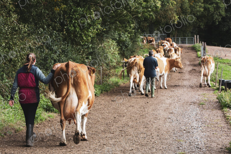 Young woman driving herd of Guernsey cows along a rural road.