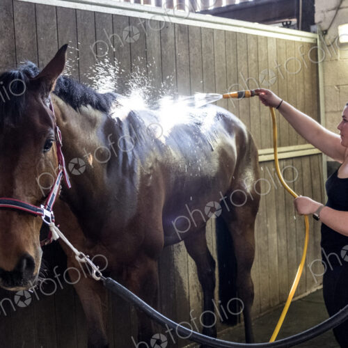 Young woman standing in stable, hosing down a bay brown horse with a water hose.