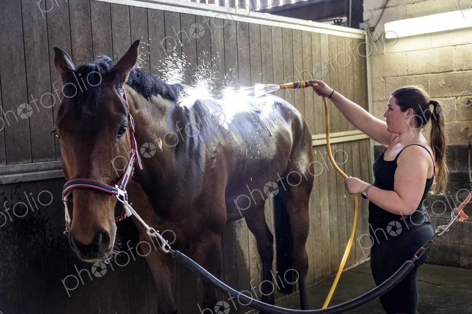 Young woman standing in stable, hosing down a bay brown horse with a water hose.