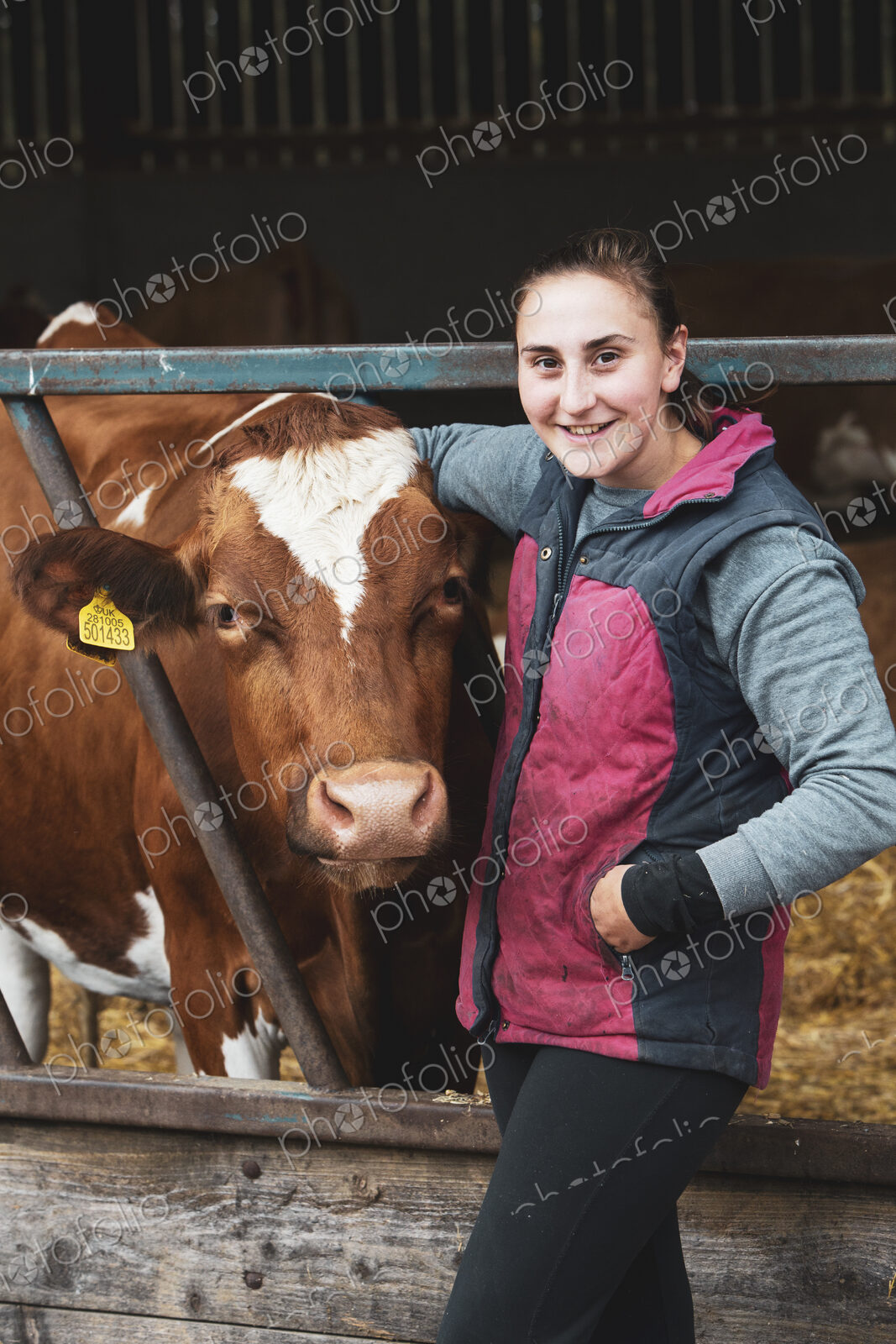 Young woman standing next to Guernsey cow on a farm.