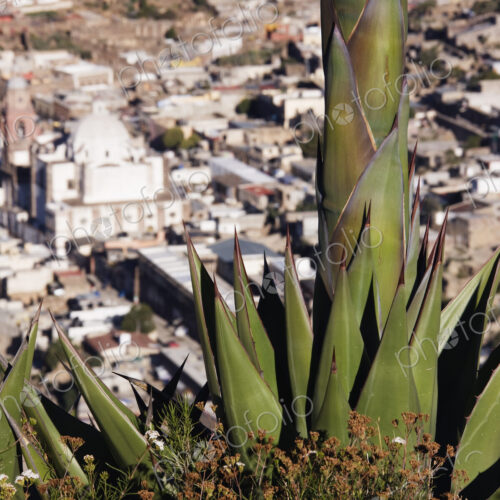 Yucca Plant