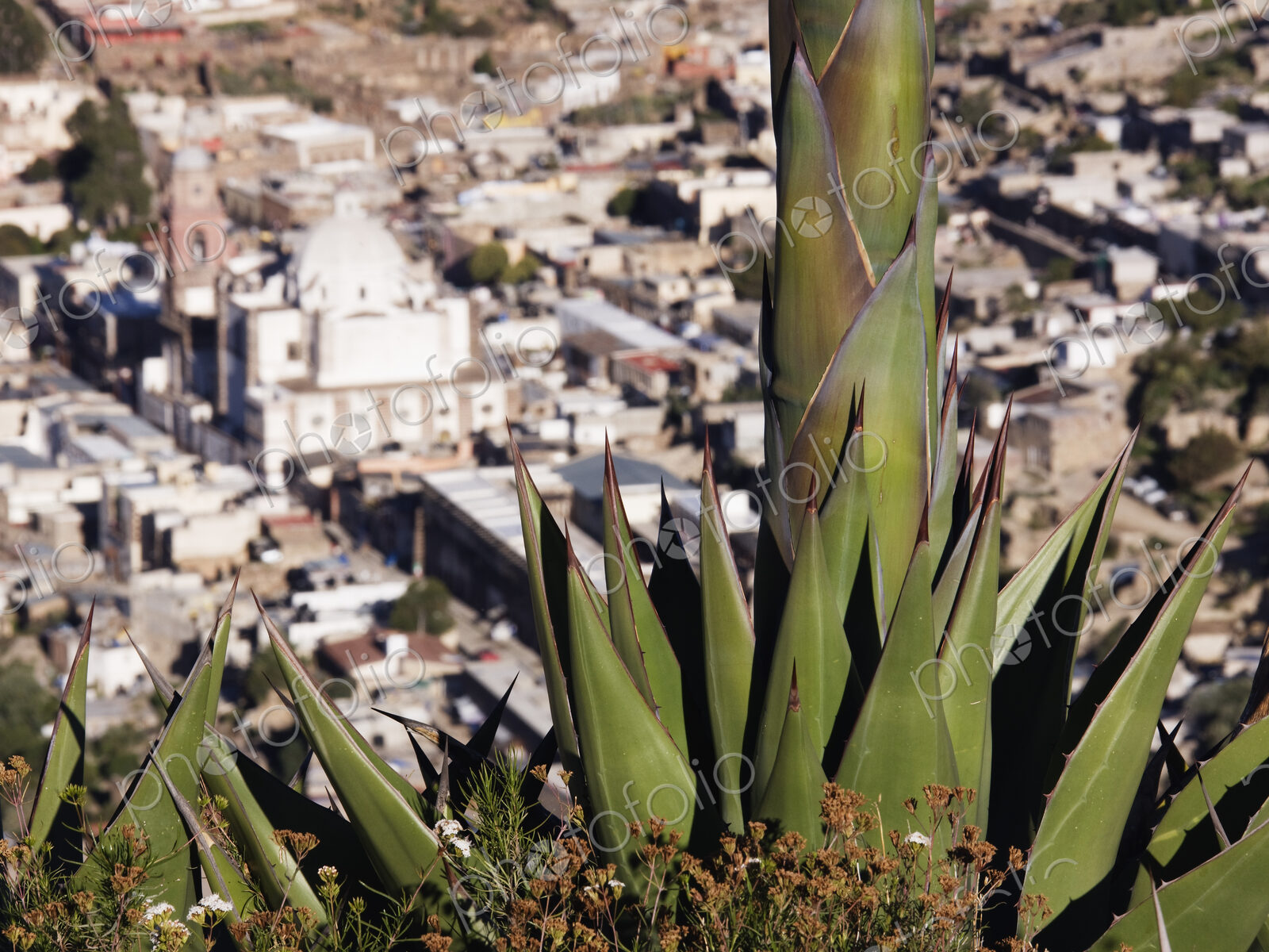 Yucca Plant