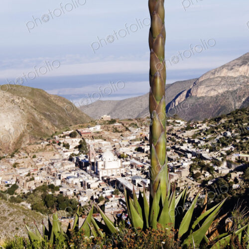 Yucca Tree and Town