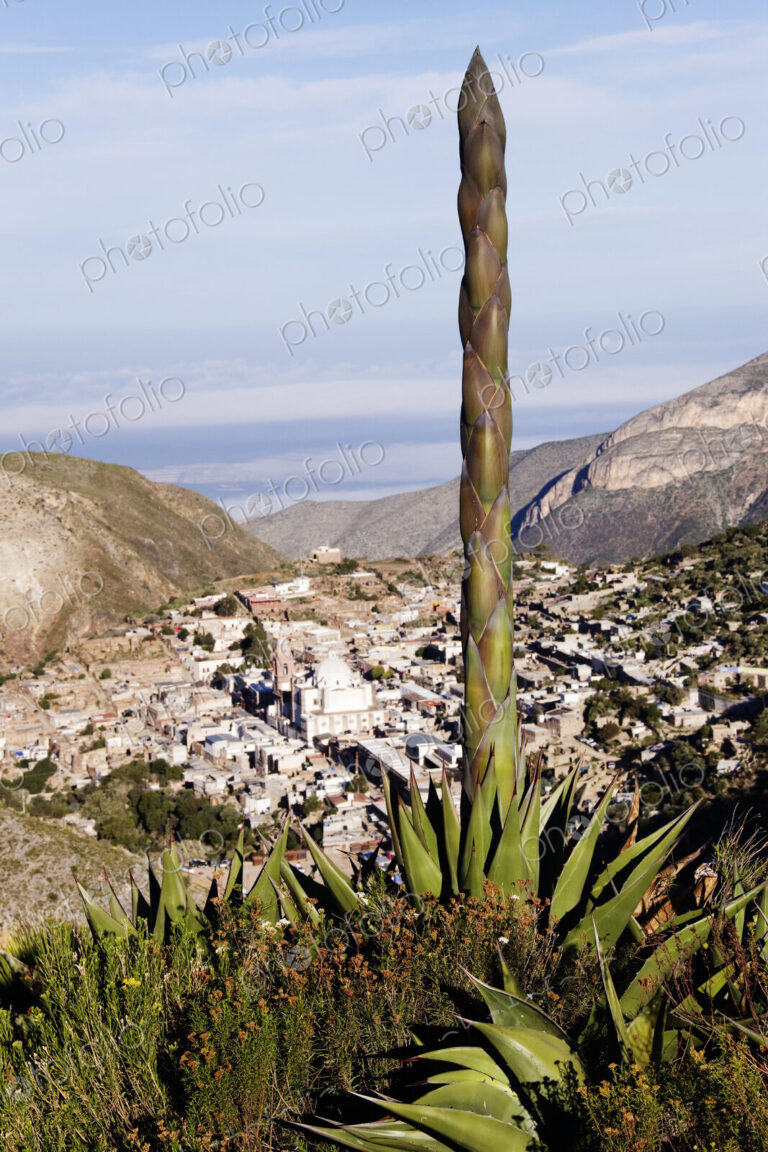 Yucca Tree and Town