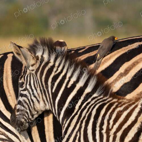 Zebra, Equus Quagga, close up of a young zebra.