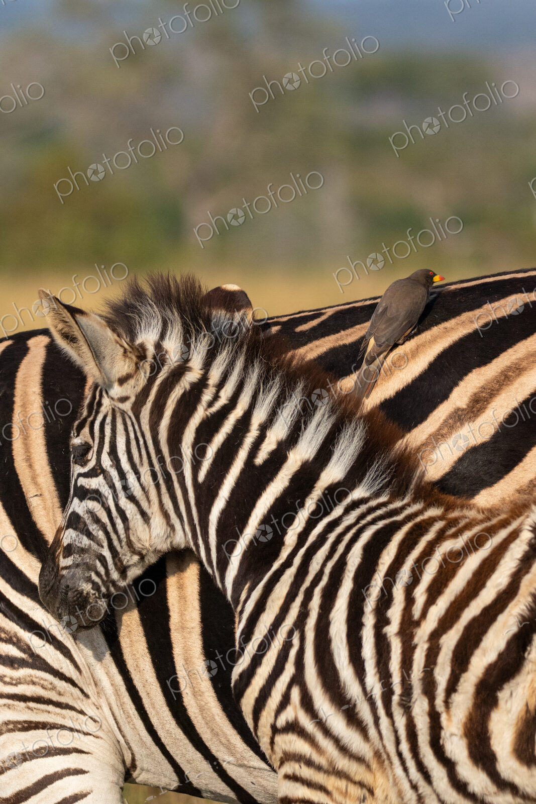Zebra, Equus Quagga, close up of a young zebra.