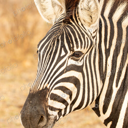 Zebra, Equus quagga, Close-up portrait of a Plains Zebra's head and neck. Zebra, Equus quagga, Close-up portrait of a Plains Zebra's head and neck.