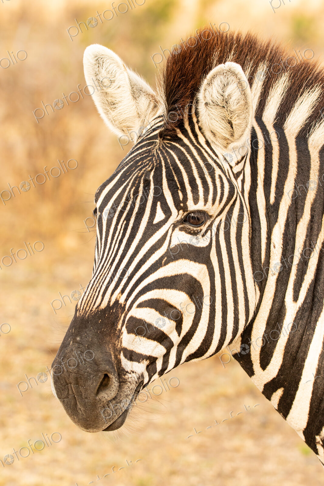 Zebra, Equus quagga, Close-up portrait of a Plains Zebra’s head and neck.