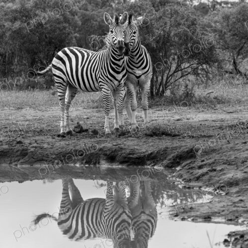 Zebra, Equus quagga, Pair. Black and white image of two zebras standing at a muddy… Zebra, Equus quagga, Pair. Black and white image of two zebras standing at a muddy…