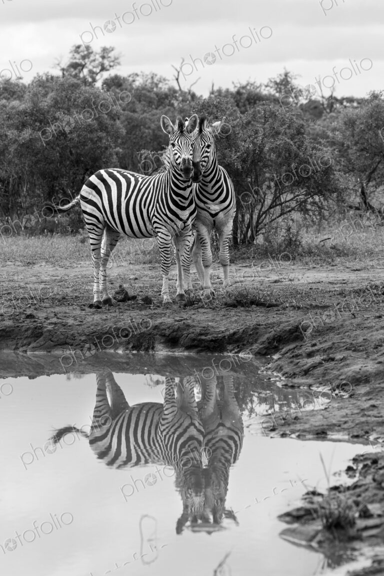 Zebra, Equus quagga, Pair. Black and white image of two zebras standing at a muddy…