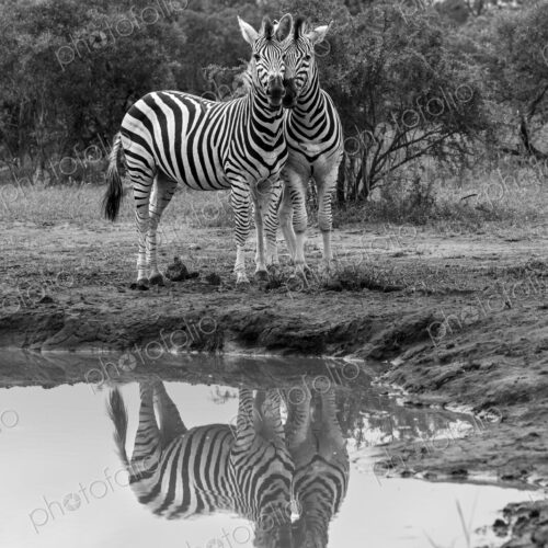 Zebra, Equus quagga, Pair. Black and white image of two zebras standing near a… Zebra, Equus quagga, Pair. Black and white image of two zebras standing near a…