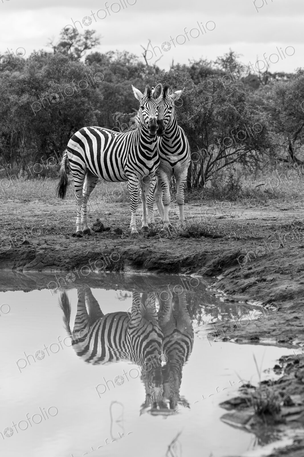 Zebra, Equus quagga, Pair. Black and white image of two zebras standing near a…