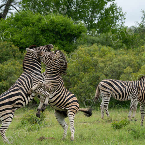 Zebra, Equus quagga, Stallions. Two zebras rearing up on their hind legs and fighting… Zebra, Equus quagga, Stallions. Two zebras rearing up on their hind legs and fighting…
